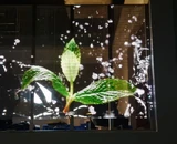 YIPLED · Wuhan Aeon Shopping Mall YIPLED · Jade Screen-Qingdao Yilu Photoelectric Display